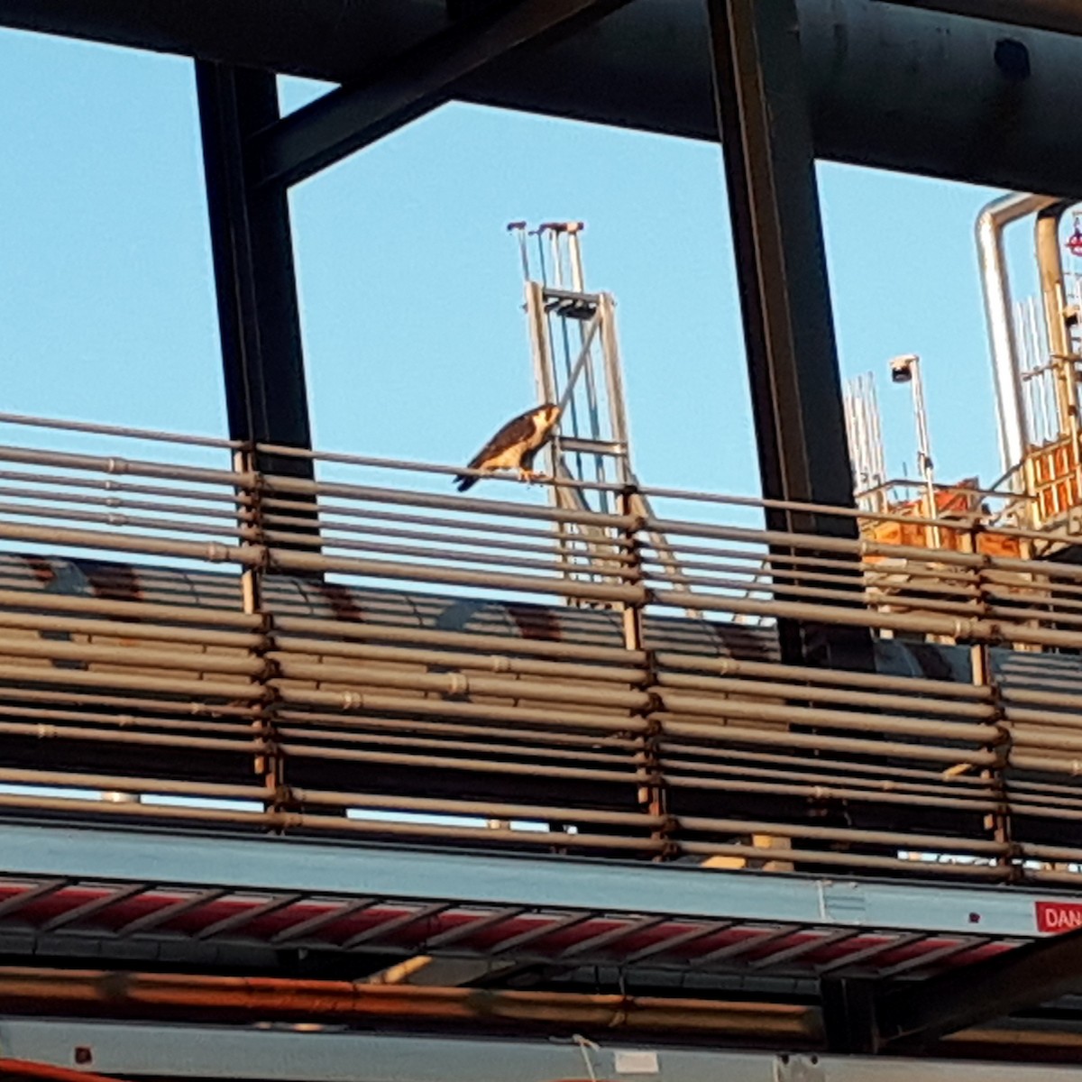 Peregrine Falcon - ML255769651