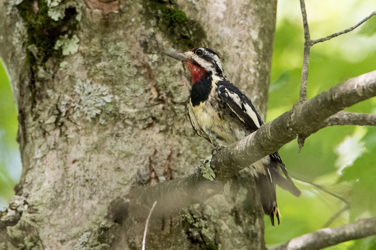 Yellow-bellied Sapsucker - ML255769691