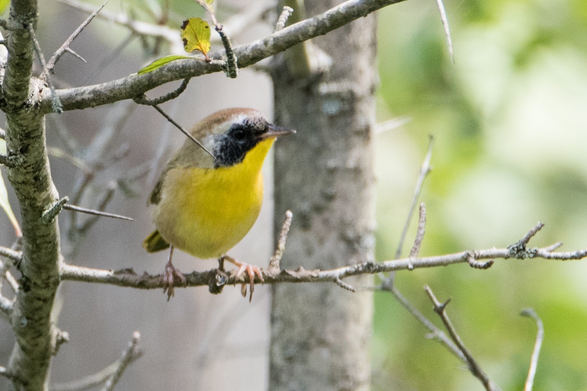 Common Yellowthroat - ML255769731