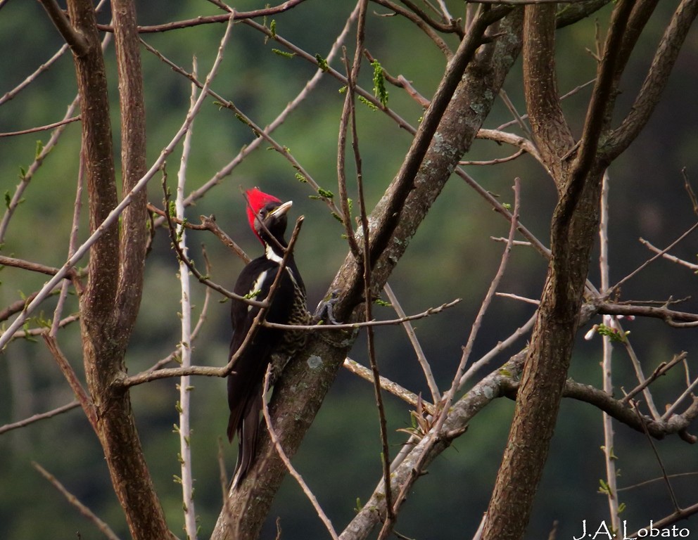 Lineated Woodpecker - Alberto Lobato (El Chivizcoyo)