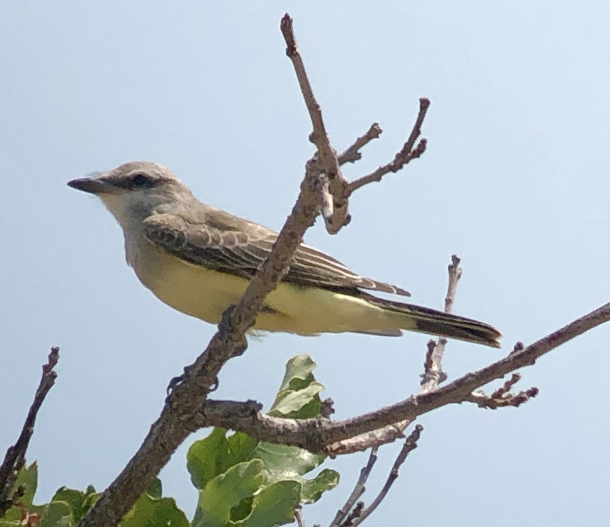 Western Kingbird - ML255773691