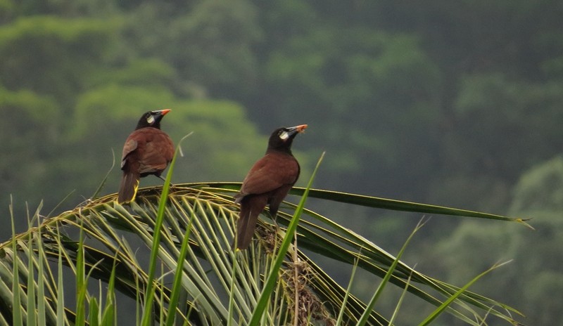 Montezuma Oropendola - Alberto Lobato (El Chivizcoyo)