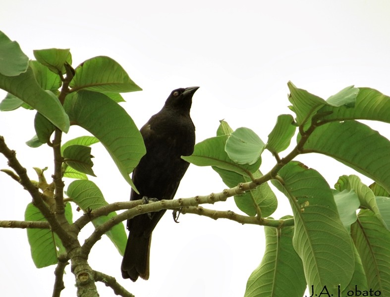 Giant Cowbird - Alberto Lobato (El Chivizcoyo)