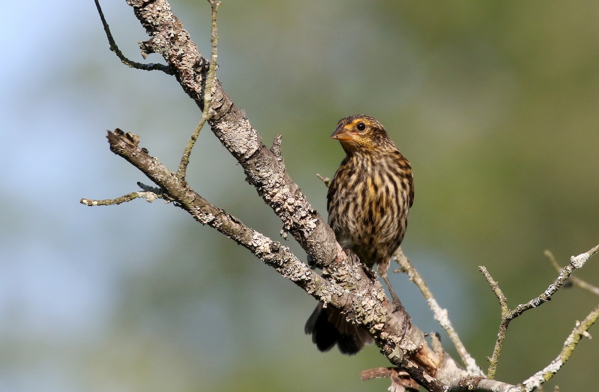 Red-winged Blackbird (Red-winged) - ML255774671