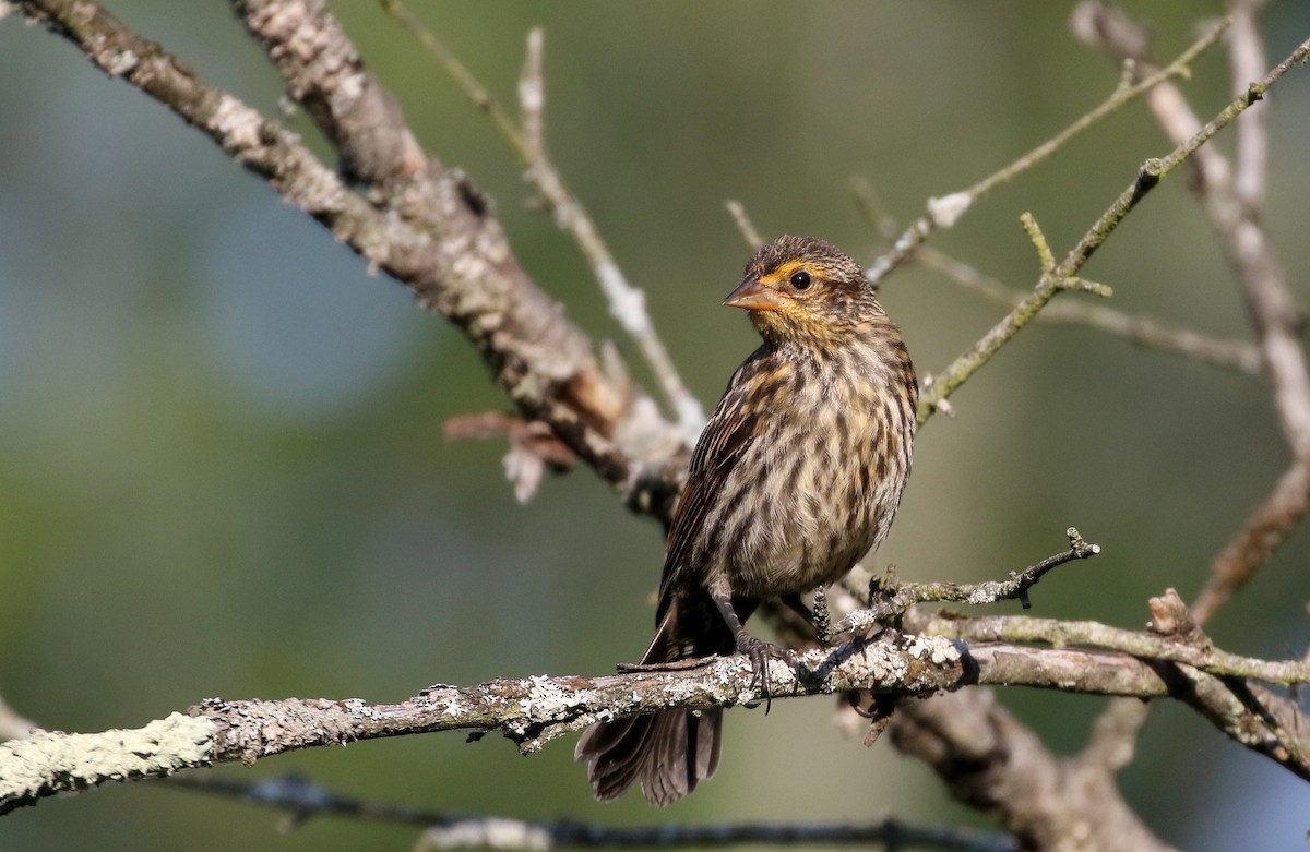Red-winged Blackbird (Red-winged) - ML255774691