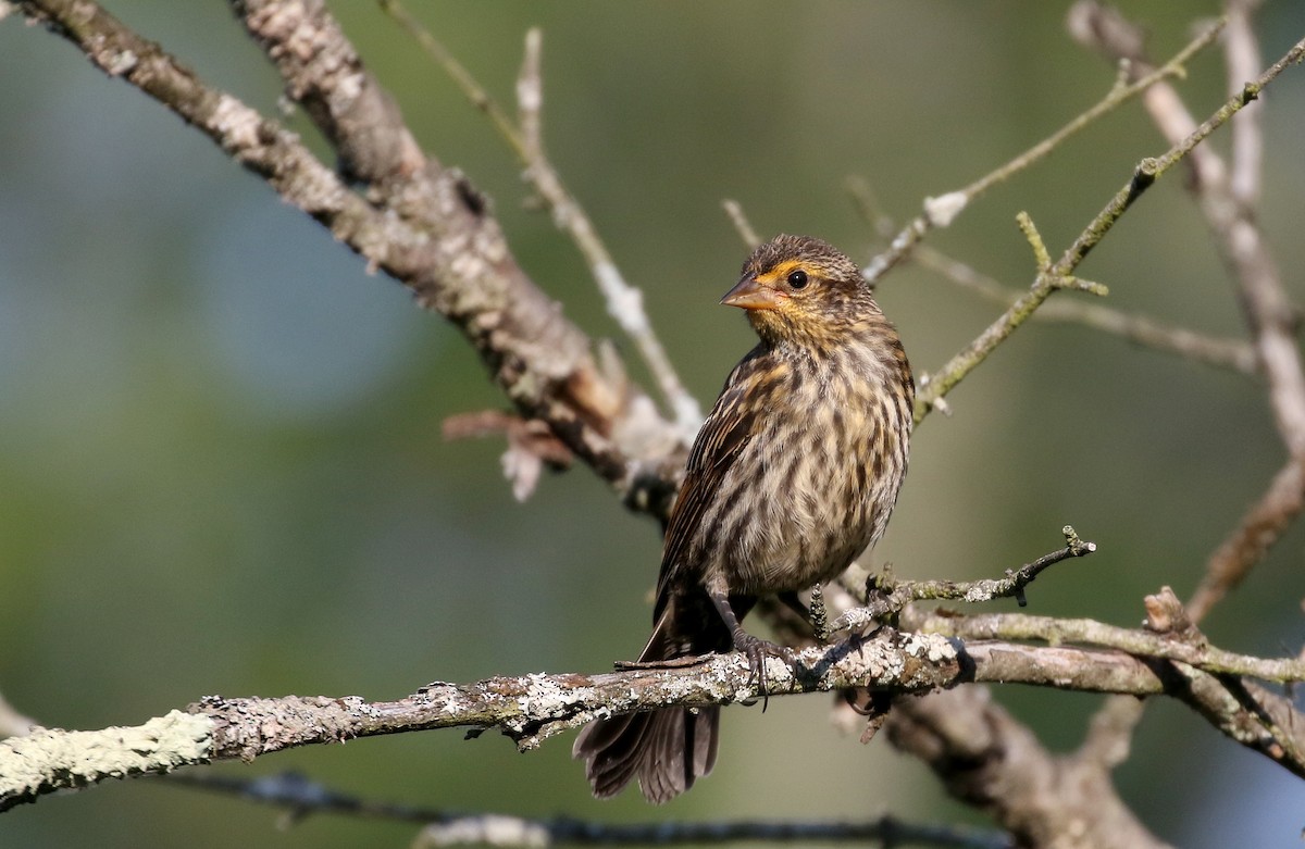 rødvingetrupial (phoeniceus gr.) - ML255774691