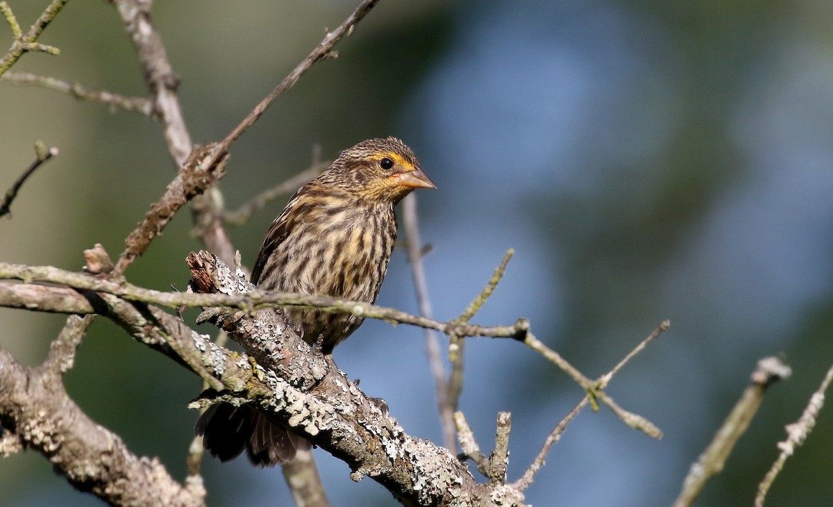 Red-winged Blackbird (Red-winged) - ML255774701