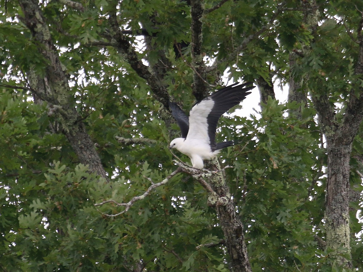 Swallow-tailed Kite - ML255775681