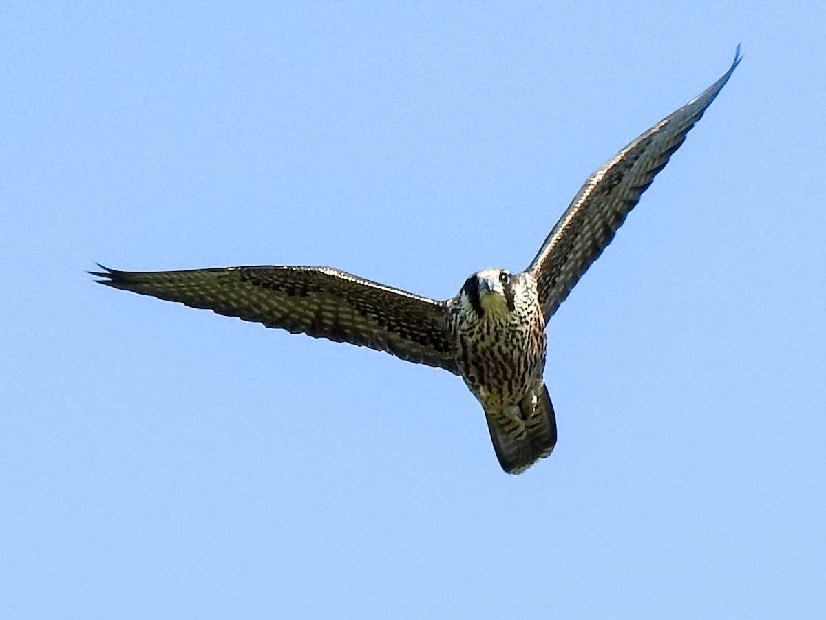 Peregrine Falcon - Carolyn Sebestyen