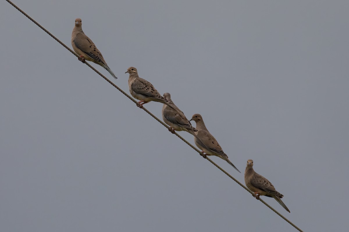 Mourning Dove - ML255776481