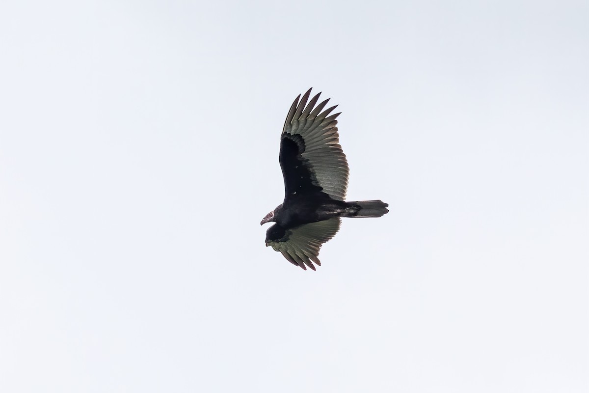 Turkey Vulture - ML255776711