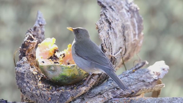 Creamy-bellied Thrush - ML255778391