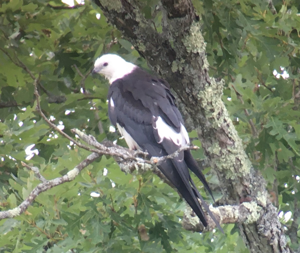 Swallow-tailed Kite - ML255778931