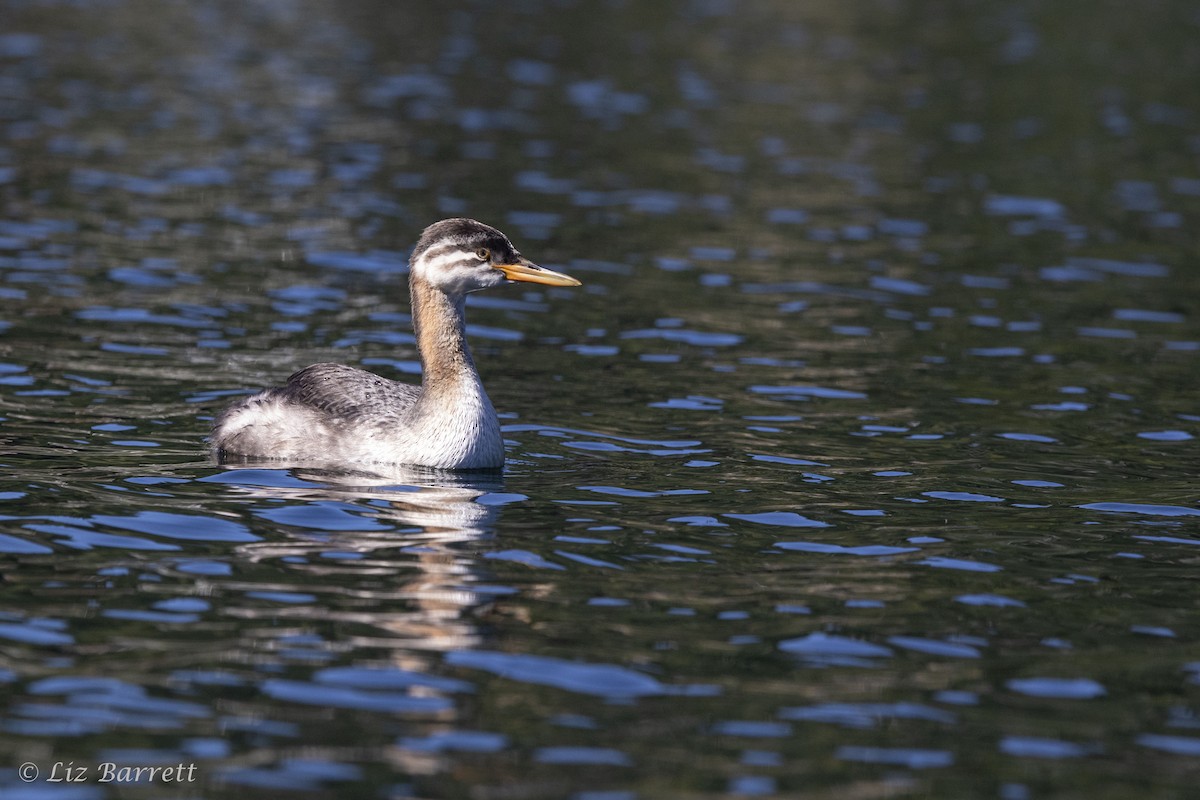 アカエリカイツブリ - ML255782321