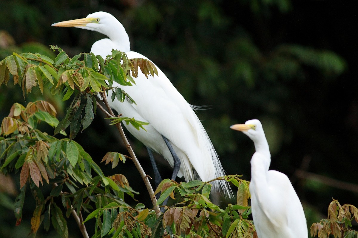 Great Egret - ML255782791