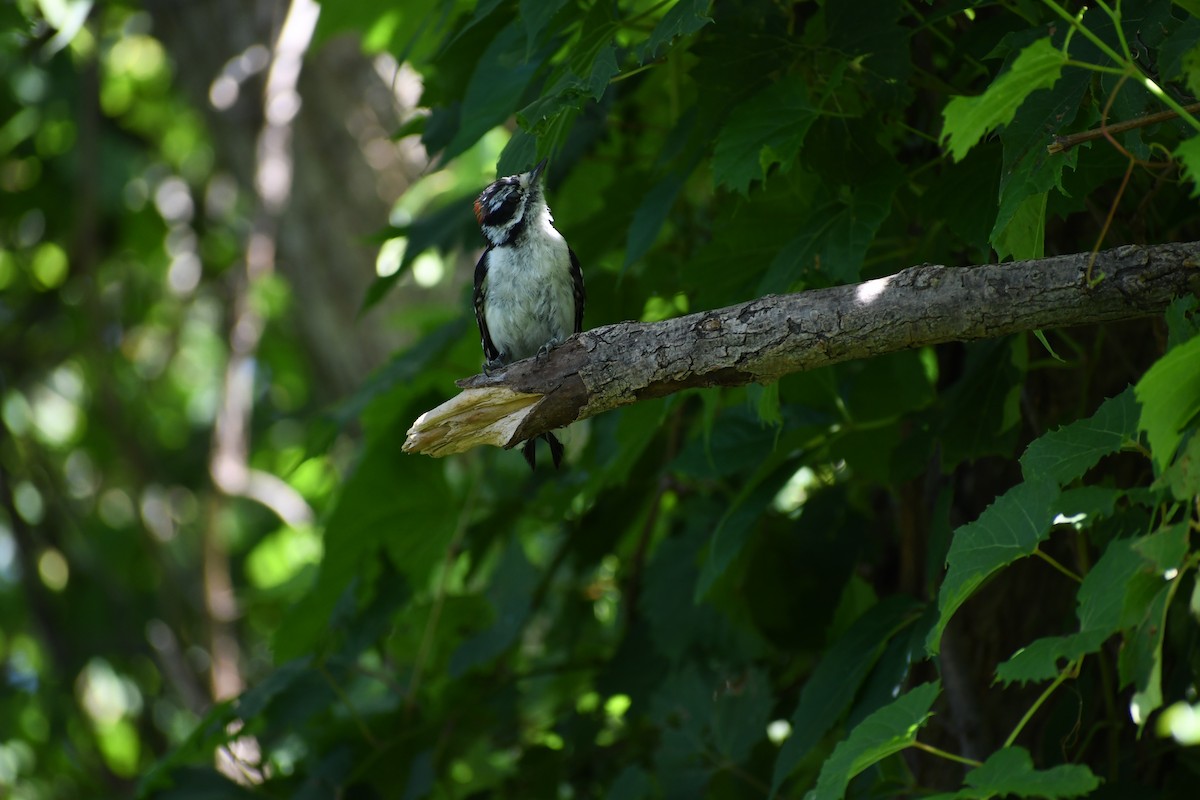 Downy Woodpecker - ML255783401