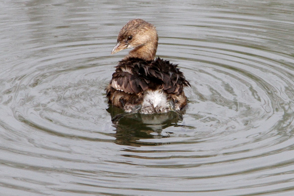 Pied-billed Grebe - Lindsay Story