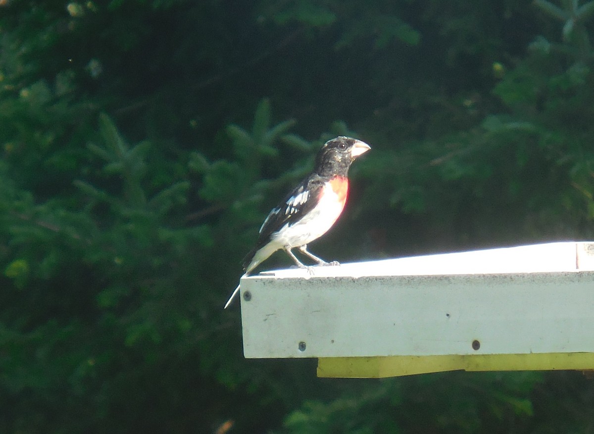 Rose-breasted Grosbeak - Ruth Stewart