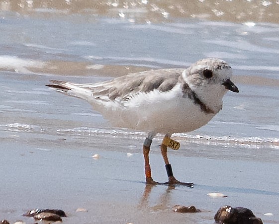 Piping Plover - ML255792351