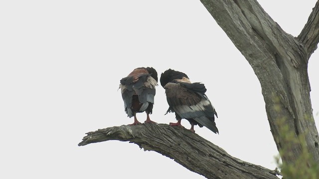 Águila Volatinera - ML255793531