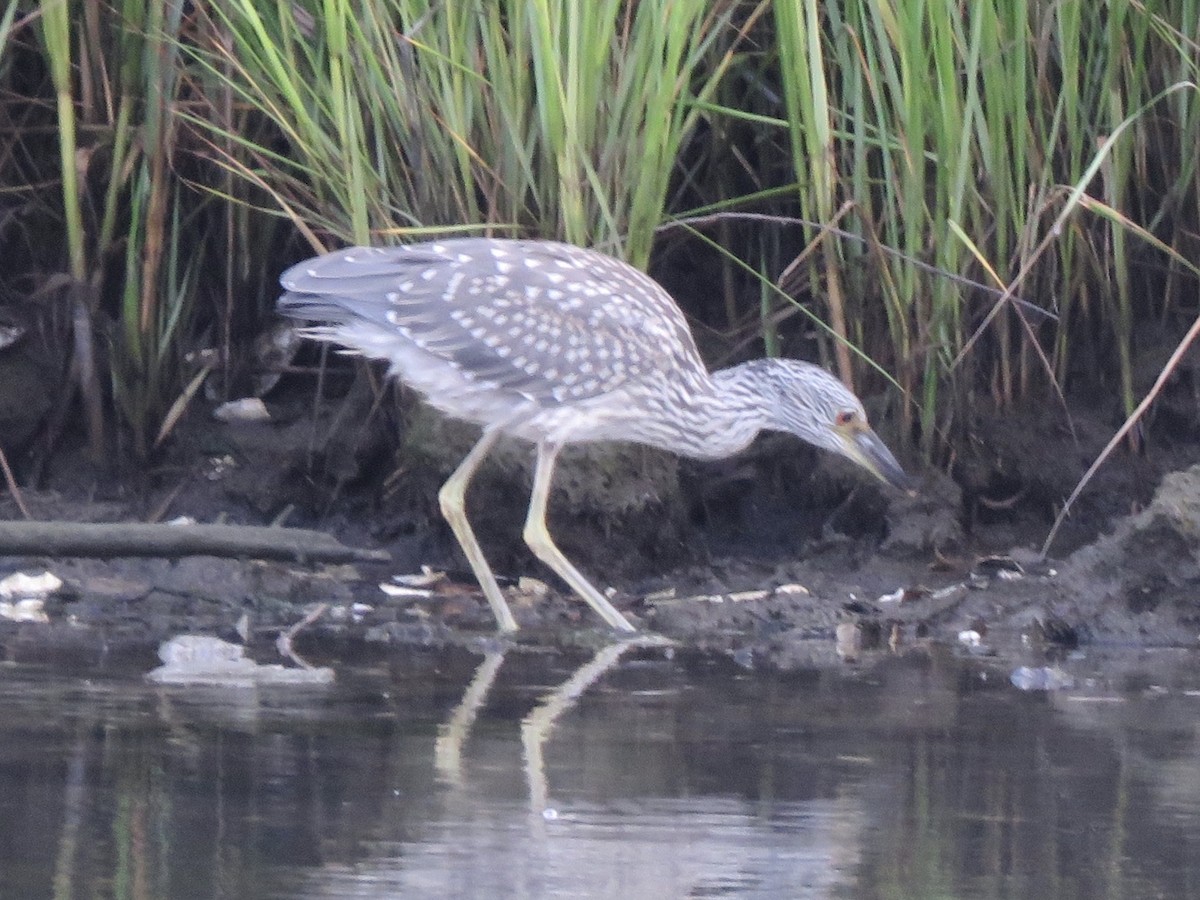 Yellow-crowned Night Heron - ML255794841