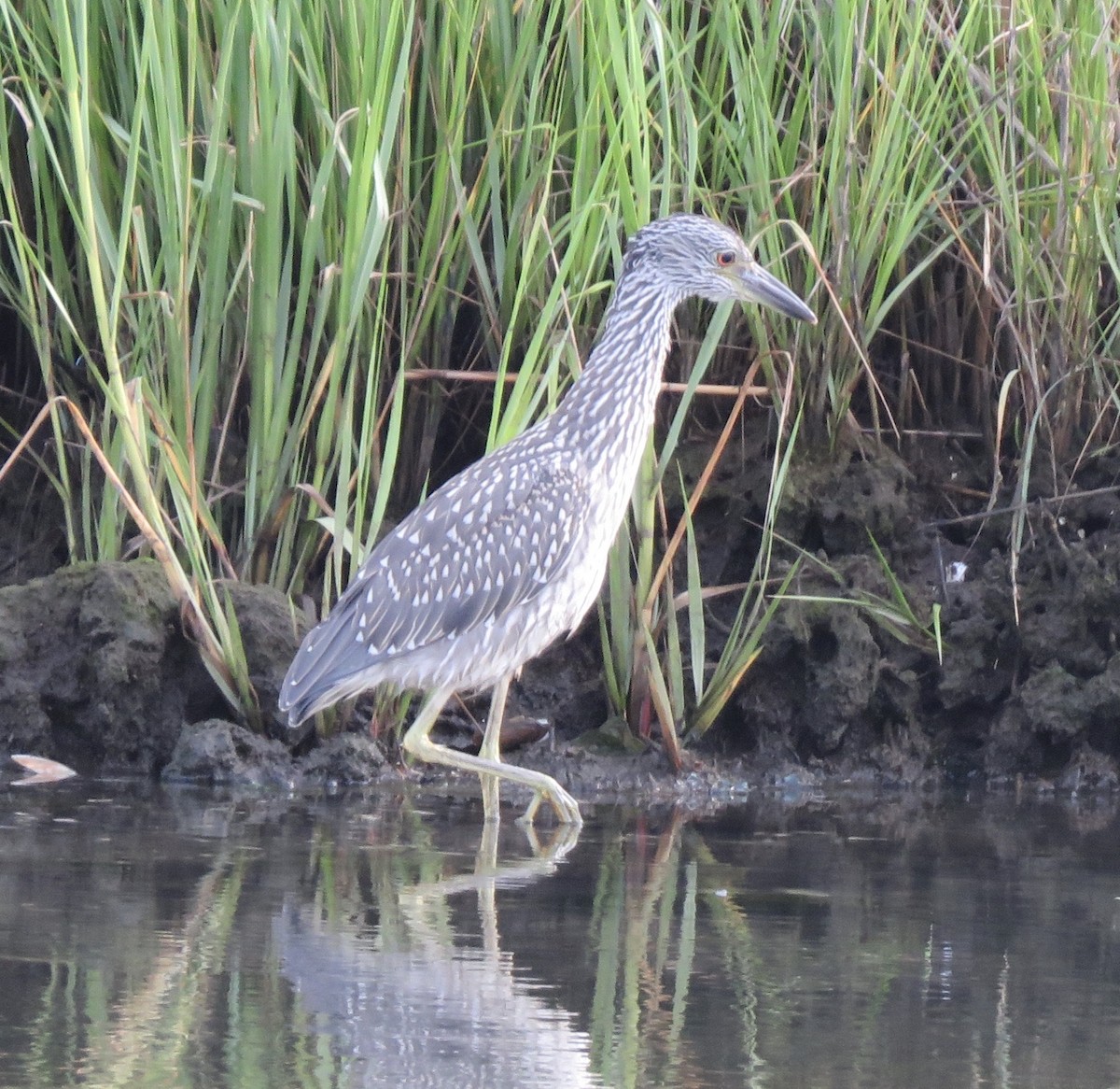 Yellow-crowned Night Heron - ML255794871