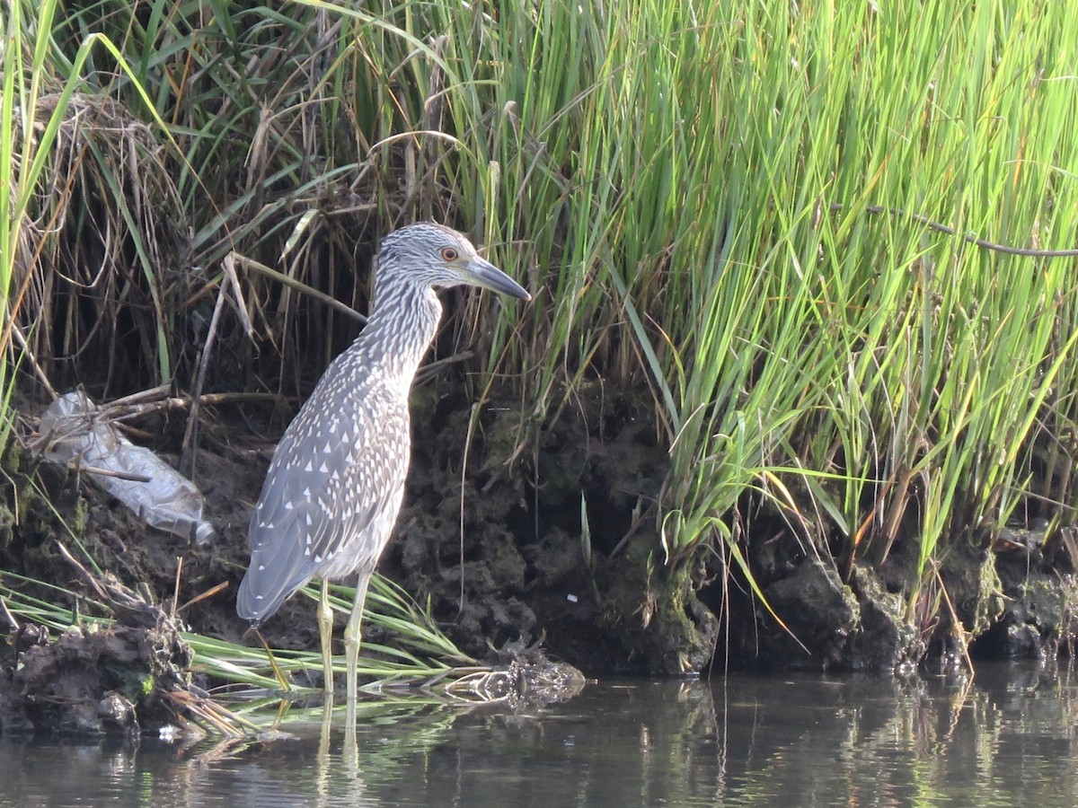 Yellow-crowned Night Heron - ML255794881