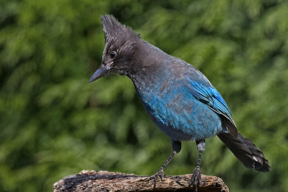 Steller's Jay - Dale Bargmann