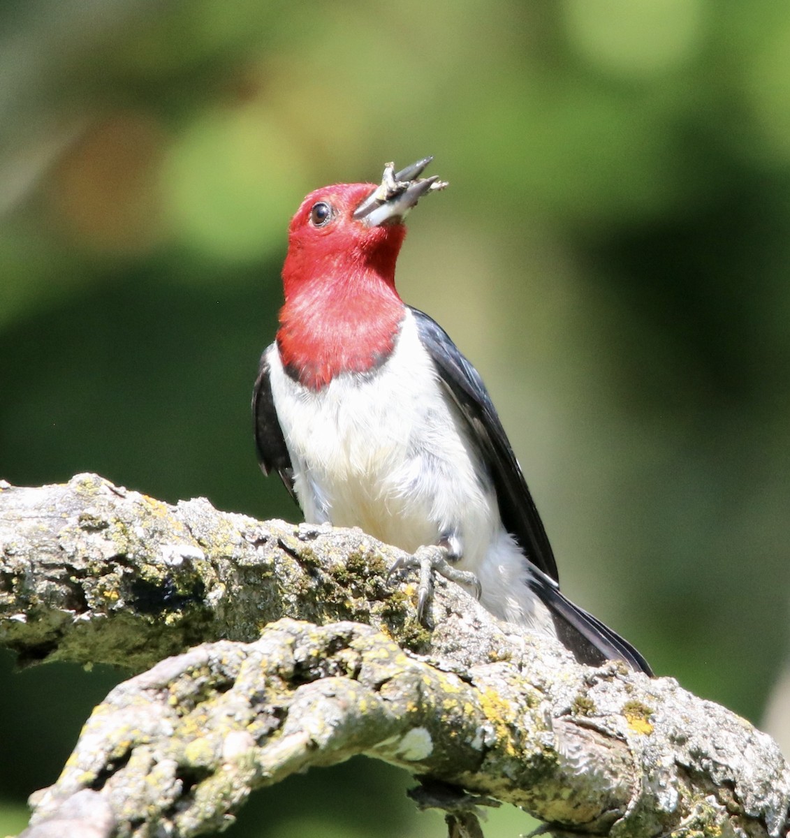 Red-headed Woodpecker - Cheryl Rosenfeld