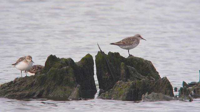 White-rumped Sandpiper - ML255804701