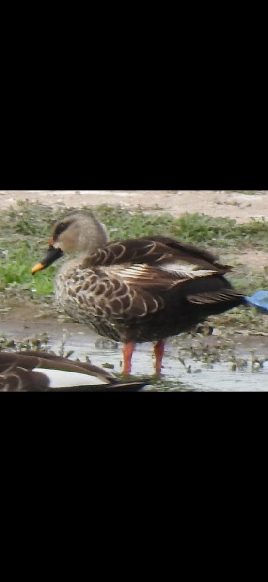 Indian Spot-billed Duck - ML255805901