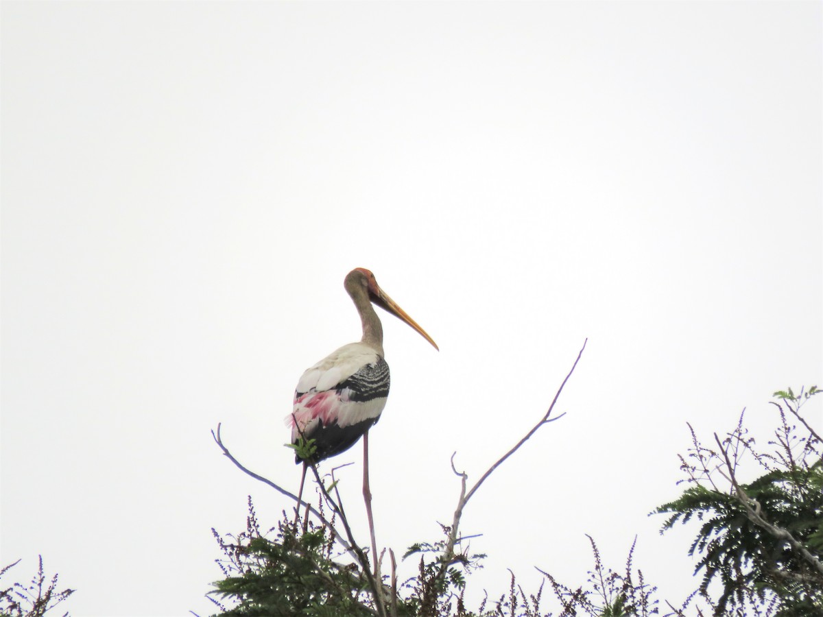 Painted Stork - ML255810671