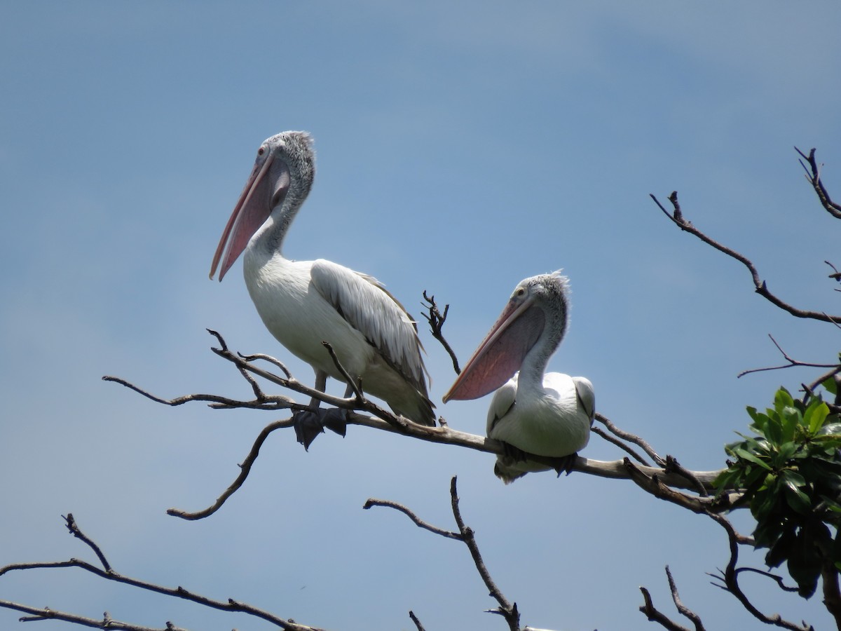 Spot-billed Pelican - ML255810681