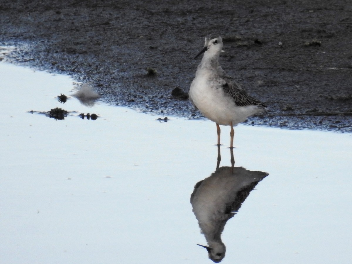 Wilson's Phalarope - Tina Toth