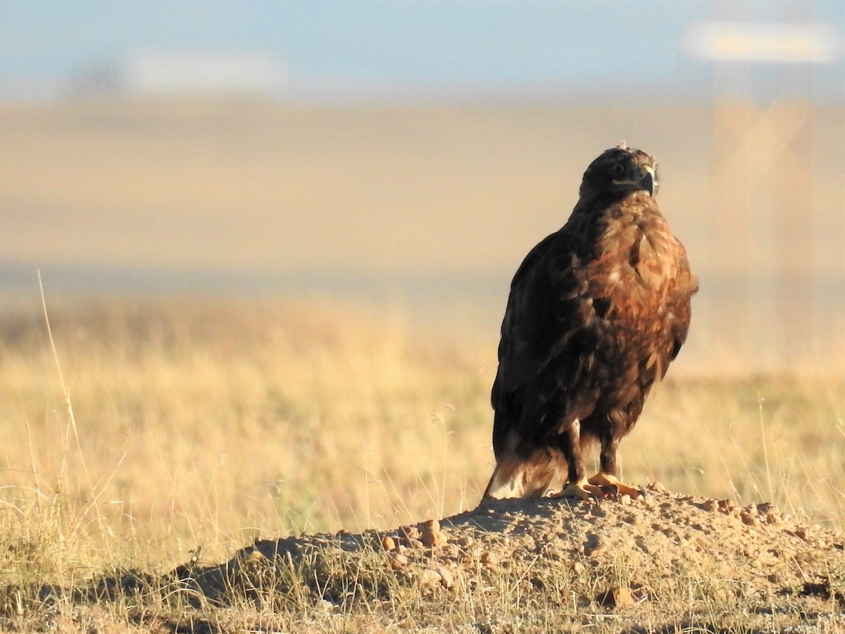 Ferruginous Hawk - ML255810981