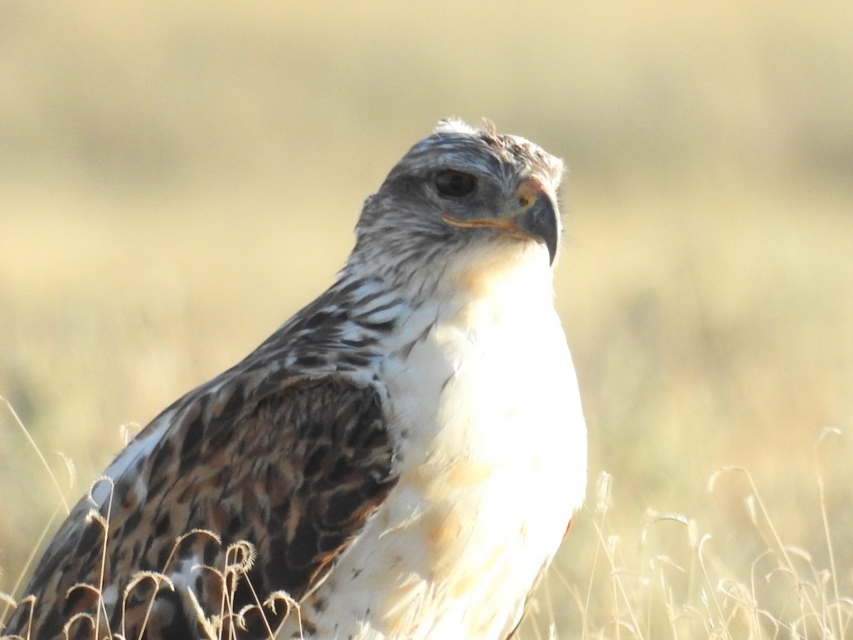 Ferruginous Hawk - Tina Toth