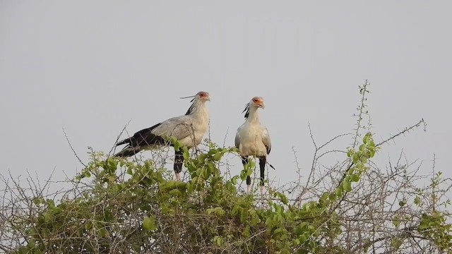 Secretarybird - ML255811671