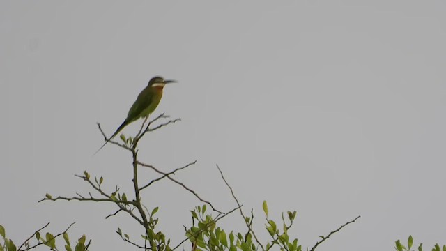 Madagascar Bee-eater - ML255811891