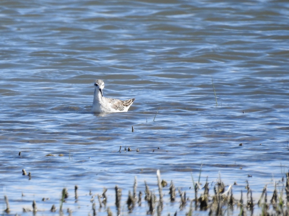 Wilson's Phalarope - ML255812631