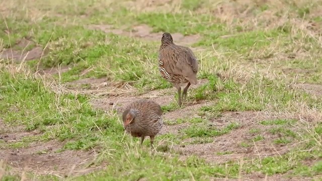 Francolin à poitrine grise - ML255813251