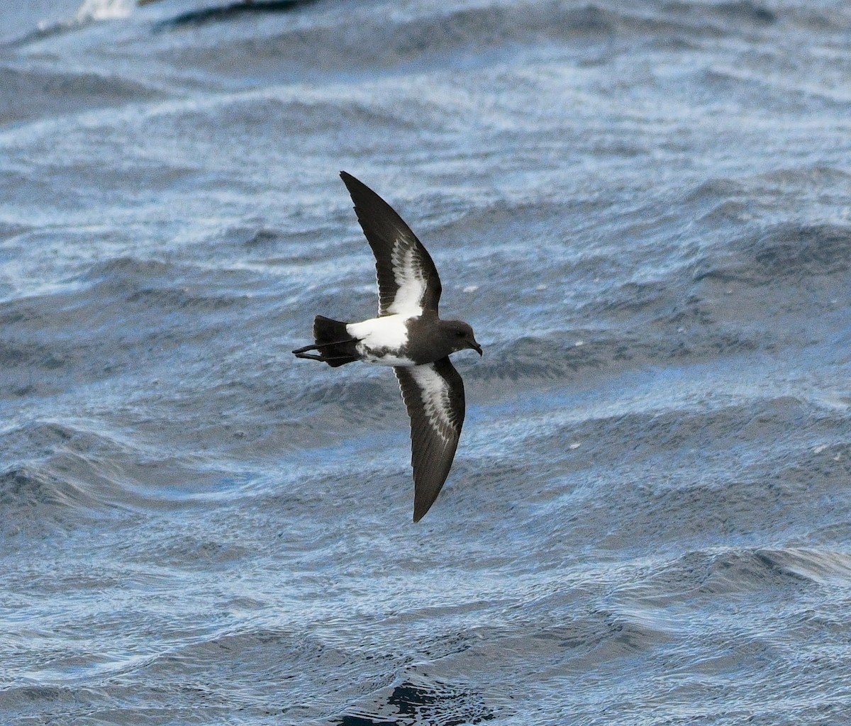 Black-bellied Storm-Petrel - ML255814521