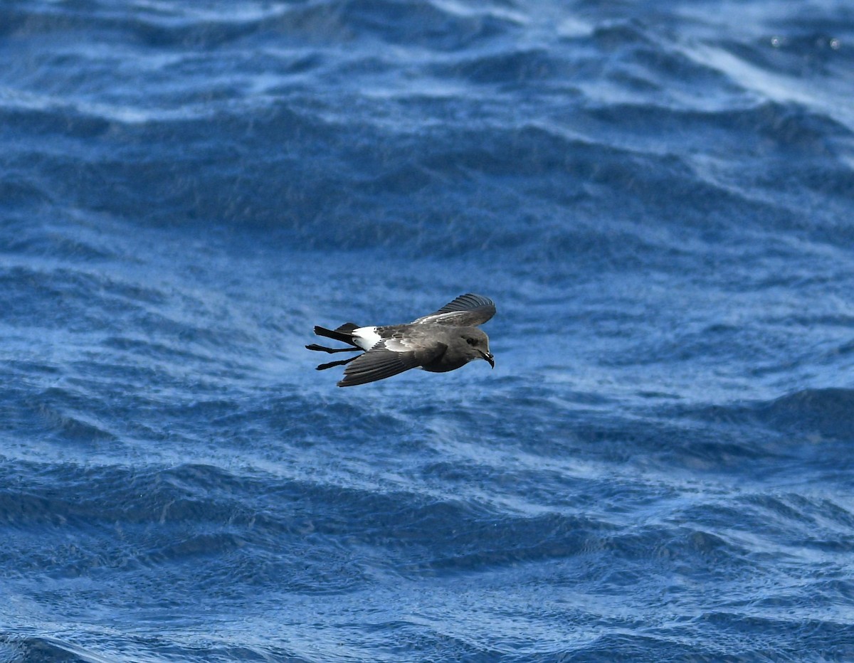 Black-bellied Storm-Petrel - ML255814591