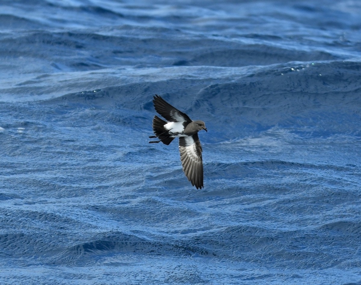 Black-bellied Storm-Petrel - ML255814681