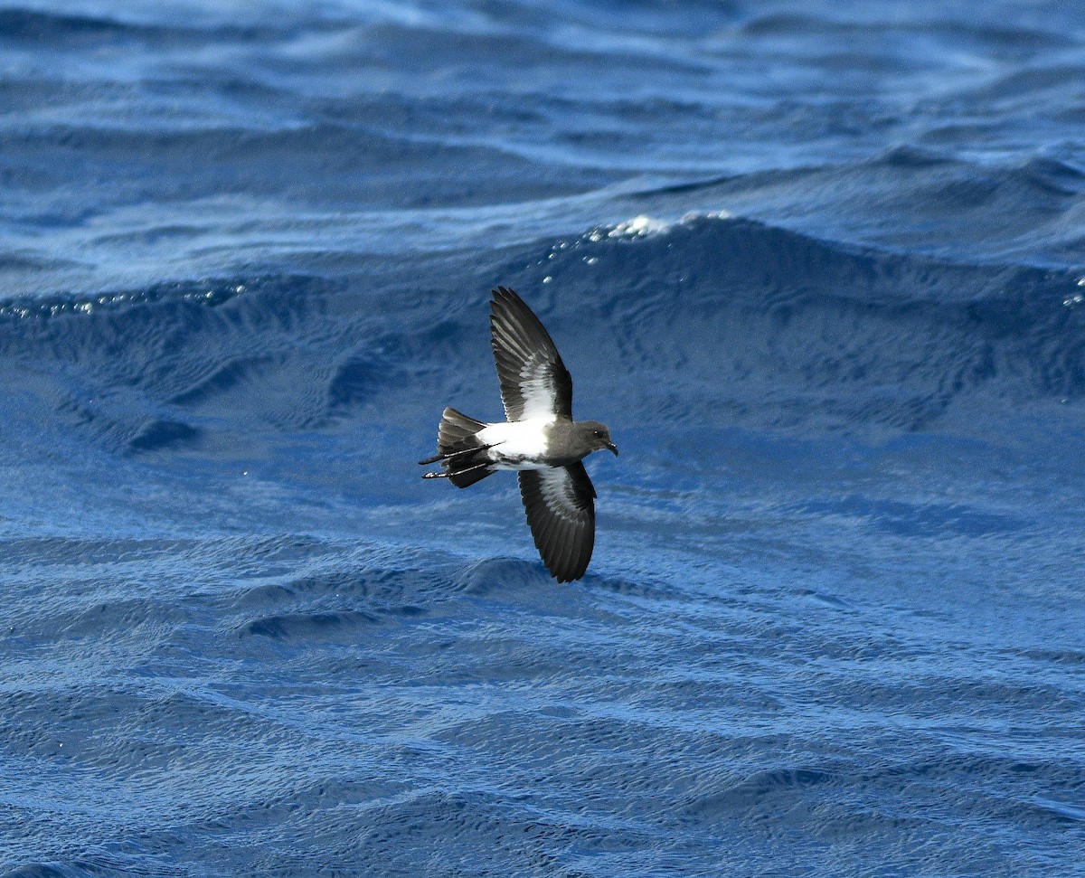 Black-bellied Storm-Petrel - ML255814691