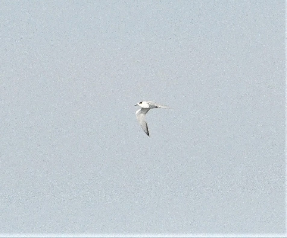 Arctic Tern - ML255814951