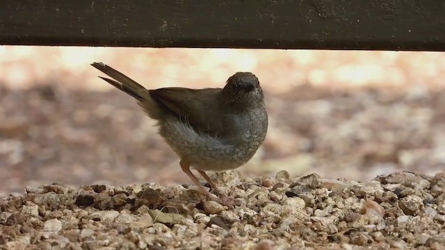 Miombo Wren-Warbler - ML255815251