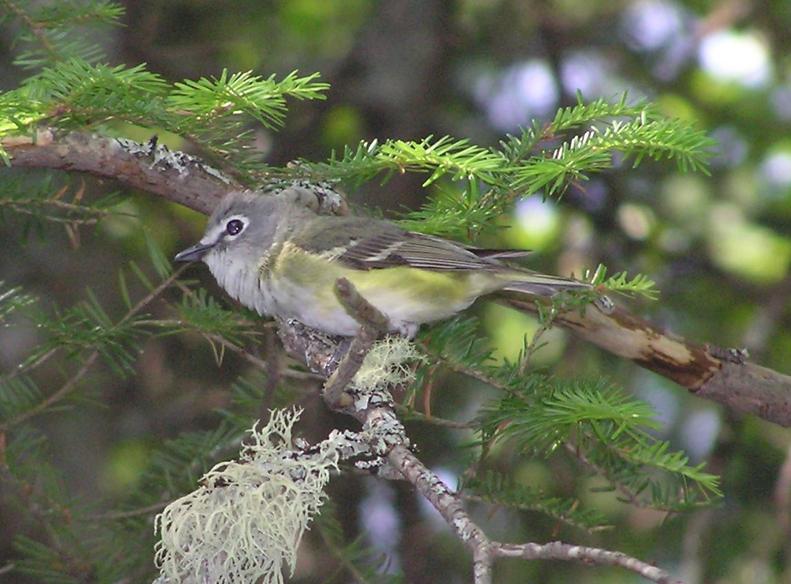 Blue-headed Vireo - ML25581581