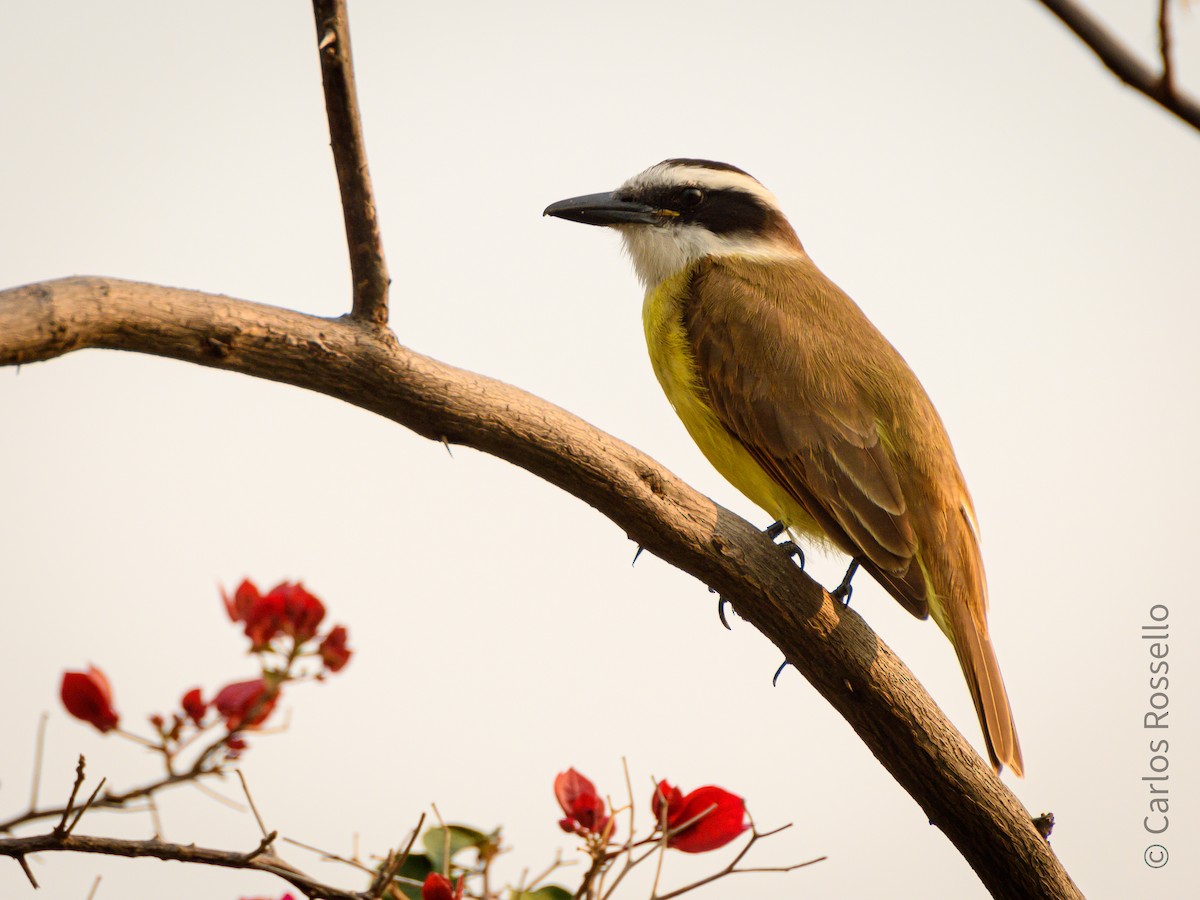 Great Kiskadee - ML255815901