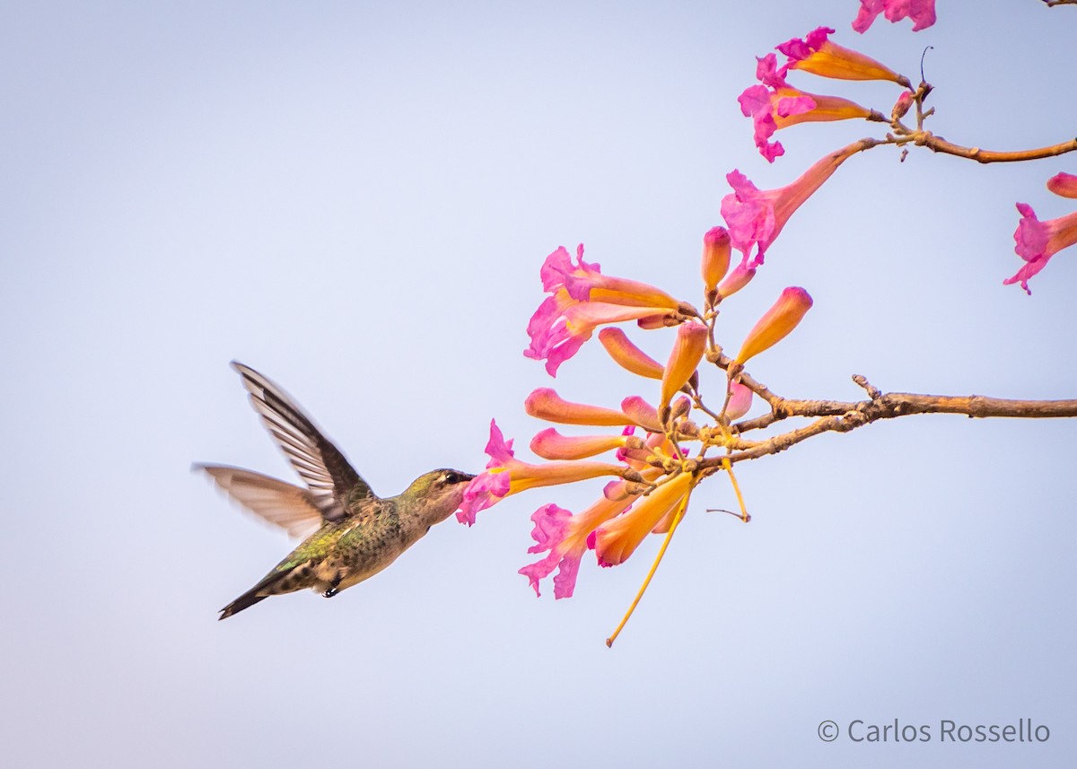 Blue-tufted Starthroat - Carlos Rossello