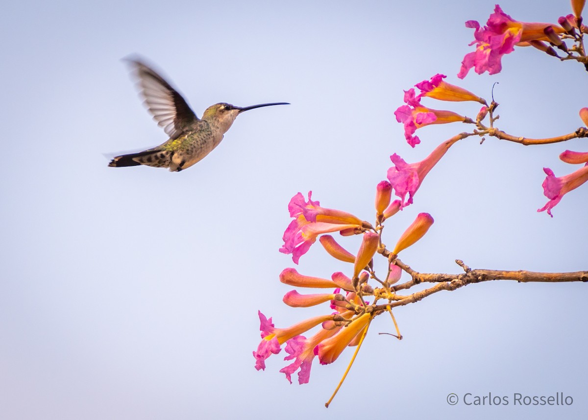 Blue-tufted Starthroat - Carlos Rossello